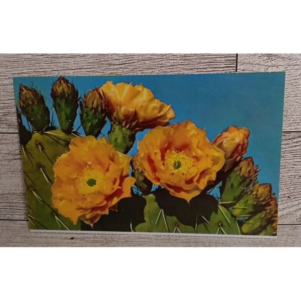 Vintage Postcard Prickly Pear Cactus Flowers Arizona Spring Ephemera Souvenier‎
